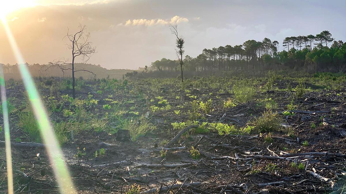 Lande calcinée par les incendies de l'été 2022