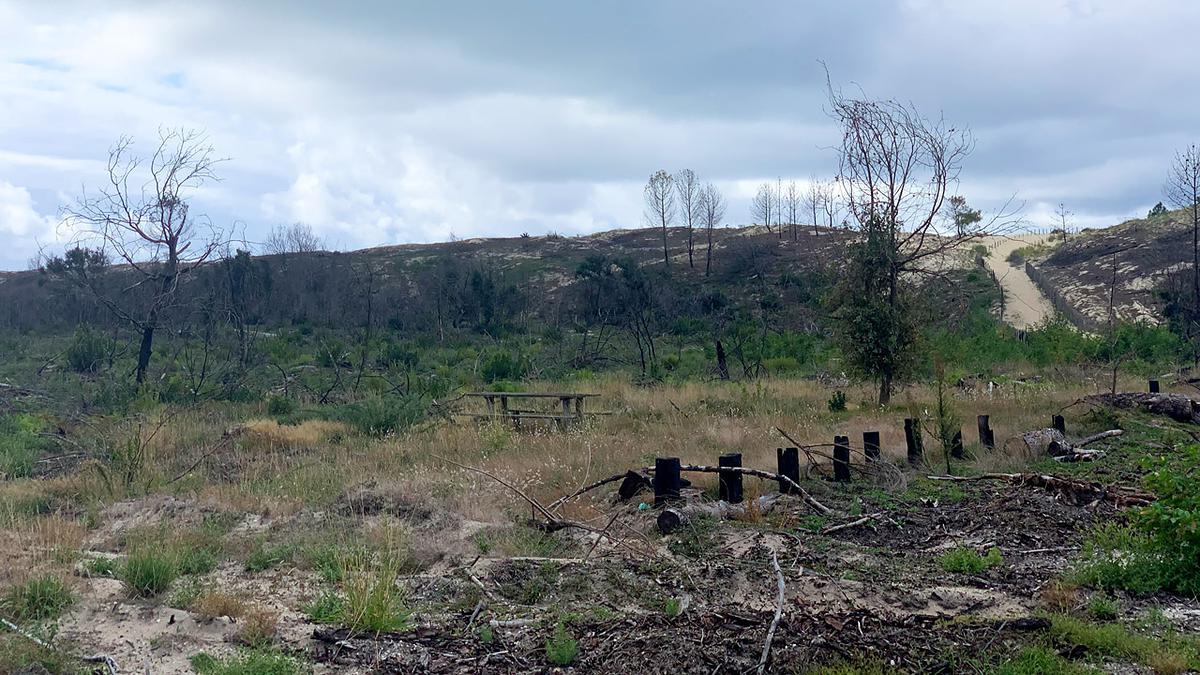 Ancienne forêt en bordure de dune, partie en fumée lors des incendies de 2022 en Gironde