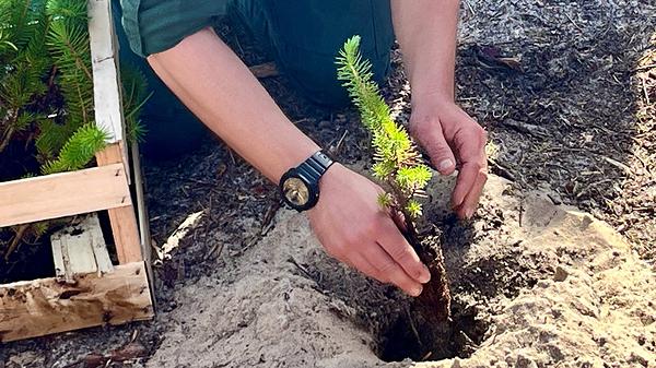 Un forestier de l'ONF en train de mettre un plan de pin maritime en terre devant les enfants pour leur expliquer comment planter.