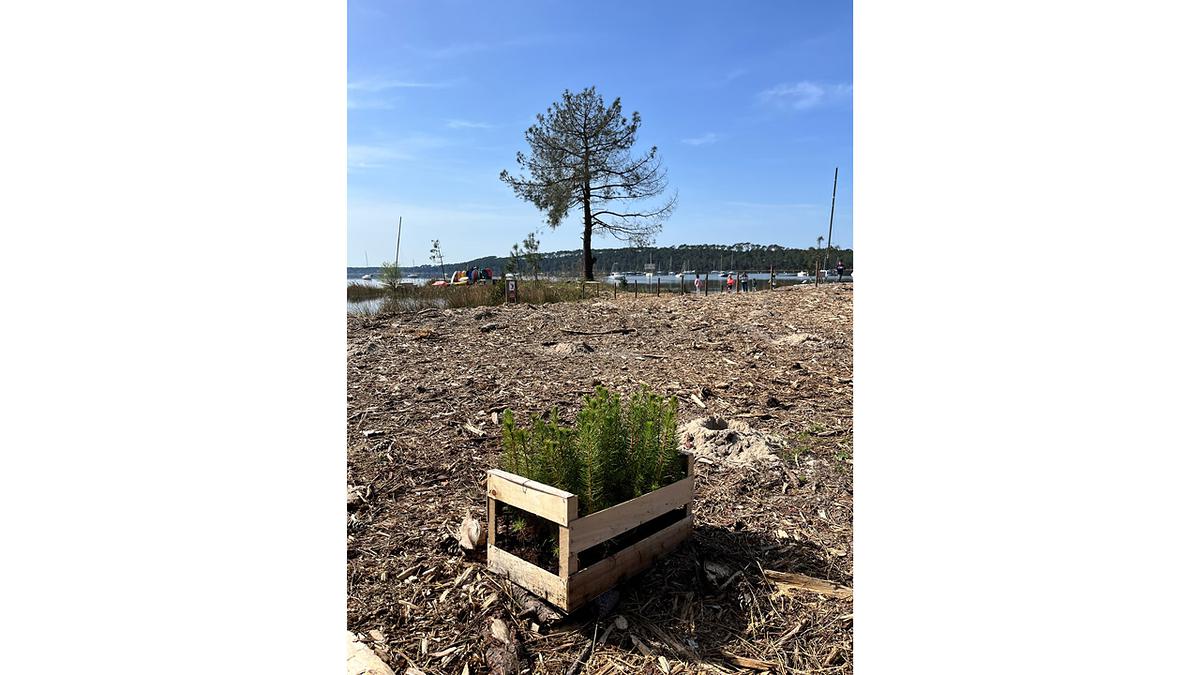 Une cagette de plants de pin maritime sur la parcelle ayant nécessité la coupe sanitaire.
