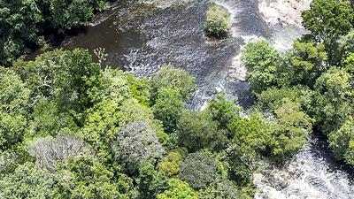 Forêt tropicale traversée par un cours d'eau