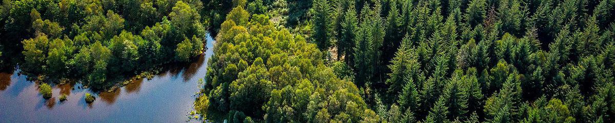 Forêt mixte (arbres feuillus et résineux), en bordure de mare. Soutenez ces écosystème en devenant mécène du Fonds ONF-Agir pour la forêt.