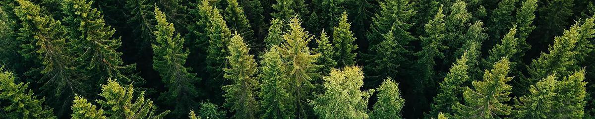 La forêt, un écosystème fragile et indispensable aux humains et à leur bien-être. Soutenez-la, devenez mécène du Fonds ONF-Agir pour la forêt.